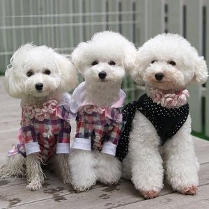 japanese-pet-fashion