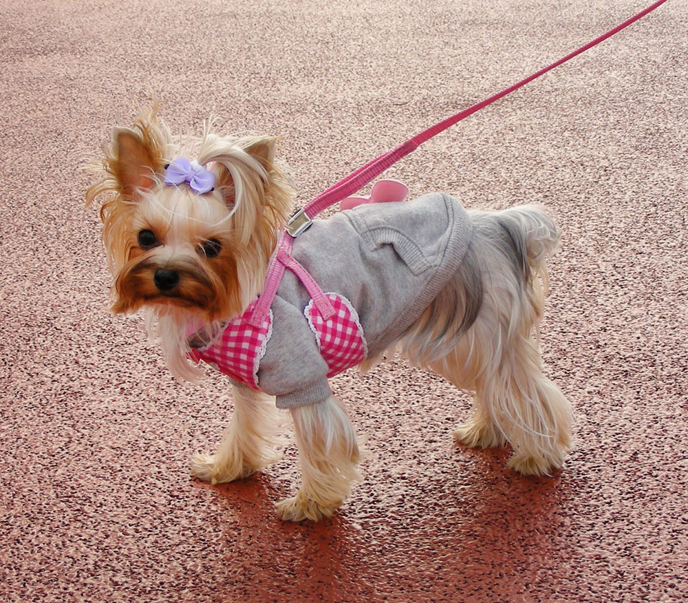 It's National Pet Day! Shop Online for Cute Japanese Pet Fashion